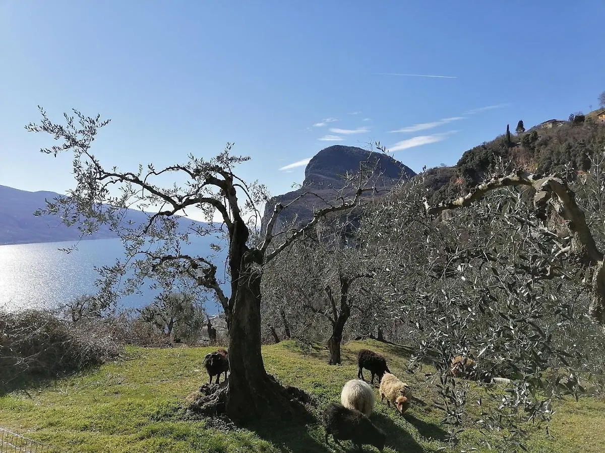 Holiday home Casetta Delle Olive Tremosine